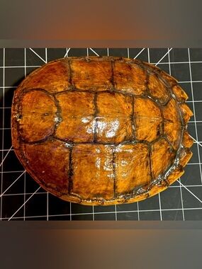 Natural Oddities Large Authentic Turtle Shell – Size Shown in Product Photos